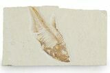 Bargain, Fossil Fish (Diplomystus) - Wyoming #357671-1